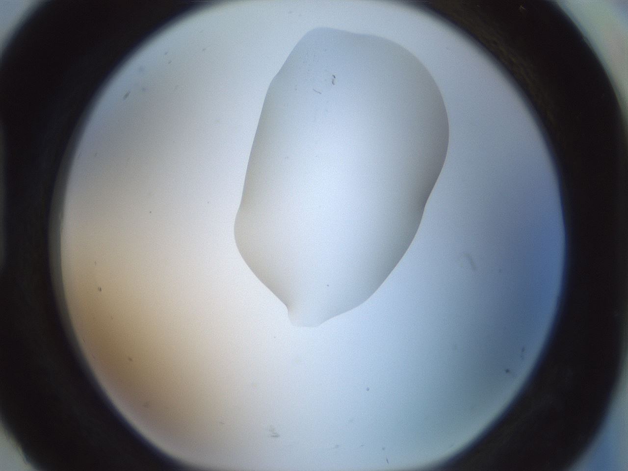 folderID263_plateID1263_batchID4188_wellNum92_profileID1_d1_r74094_ef.jpg