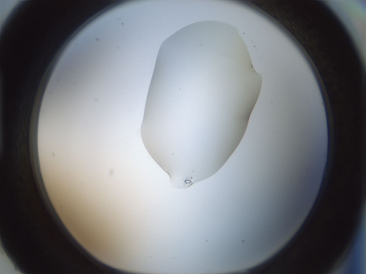 folderID263_plateID1263_batchID4188_wellNum93_profileID1_d1_r74096_ef.jpg