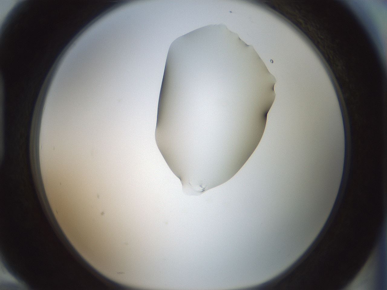 folderID263_plateID1263_batchID4188_wellNum94_profileID1_d1_r74098_ef.jpg
