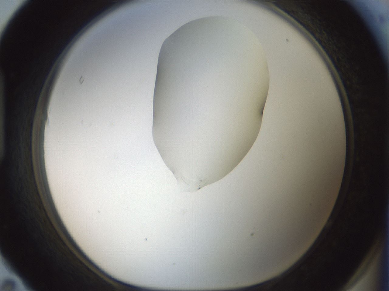 folderID263_plateID1263_batchID4188_wellNum95_profileID1_d1_r74100_ef.jpg
