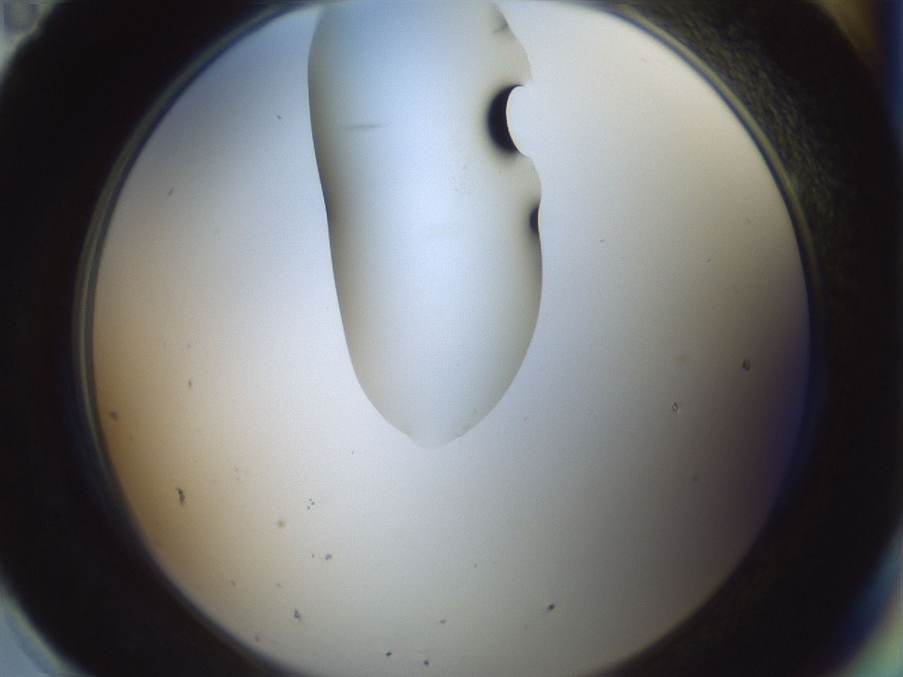 folderID263_plateID1263_batchID4188_wellNum95_profileID1_d2_r74101_ef.jpg