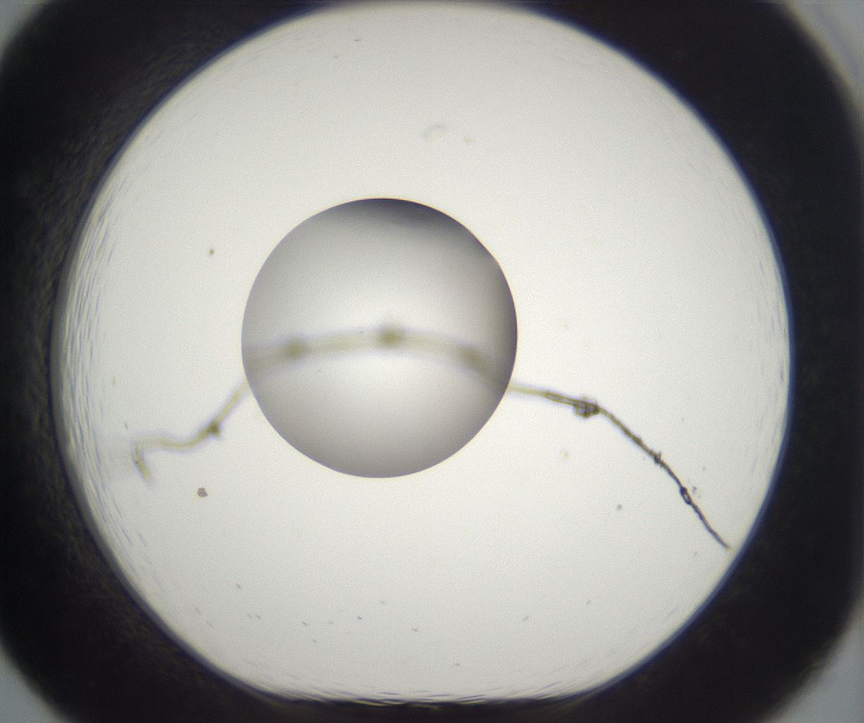 folderID263_plateID2263_batchID10360_wellNum19_profileID1_d1_r158164_ef.jpg