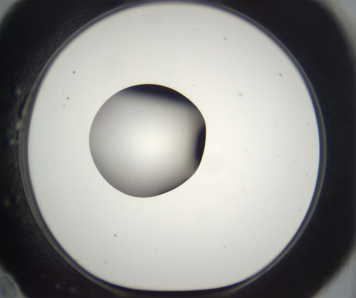 folderID263_plateID2263_batchID10360_wellNum22_profileID1_d1_r158167_ef.jpg