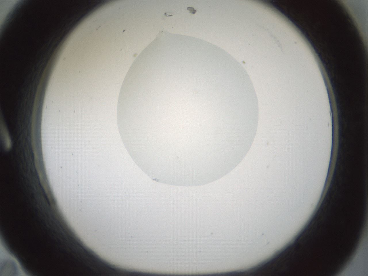 folderID264_plateID1264_batchID4189_wellNum11_profileID1_d1_r74508_ef.jpg
