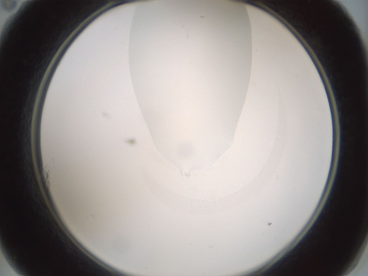 folderID264_plateID1264_batchID4189_wellNum11_profileID1_d2_r74509_ef.jpg