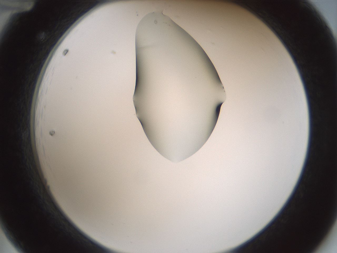 folderID264_plateID1264_batchID4189_wellNum12_profileID1_d2_r74511_ef.jpg