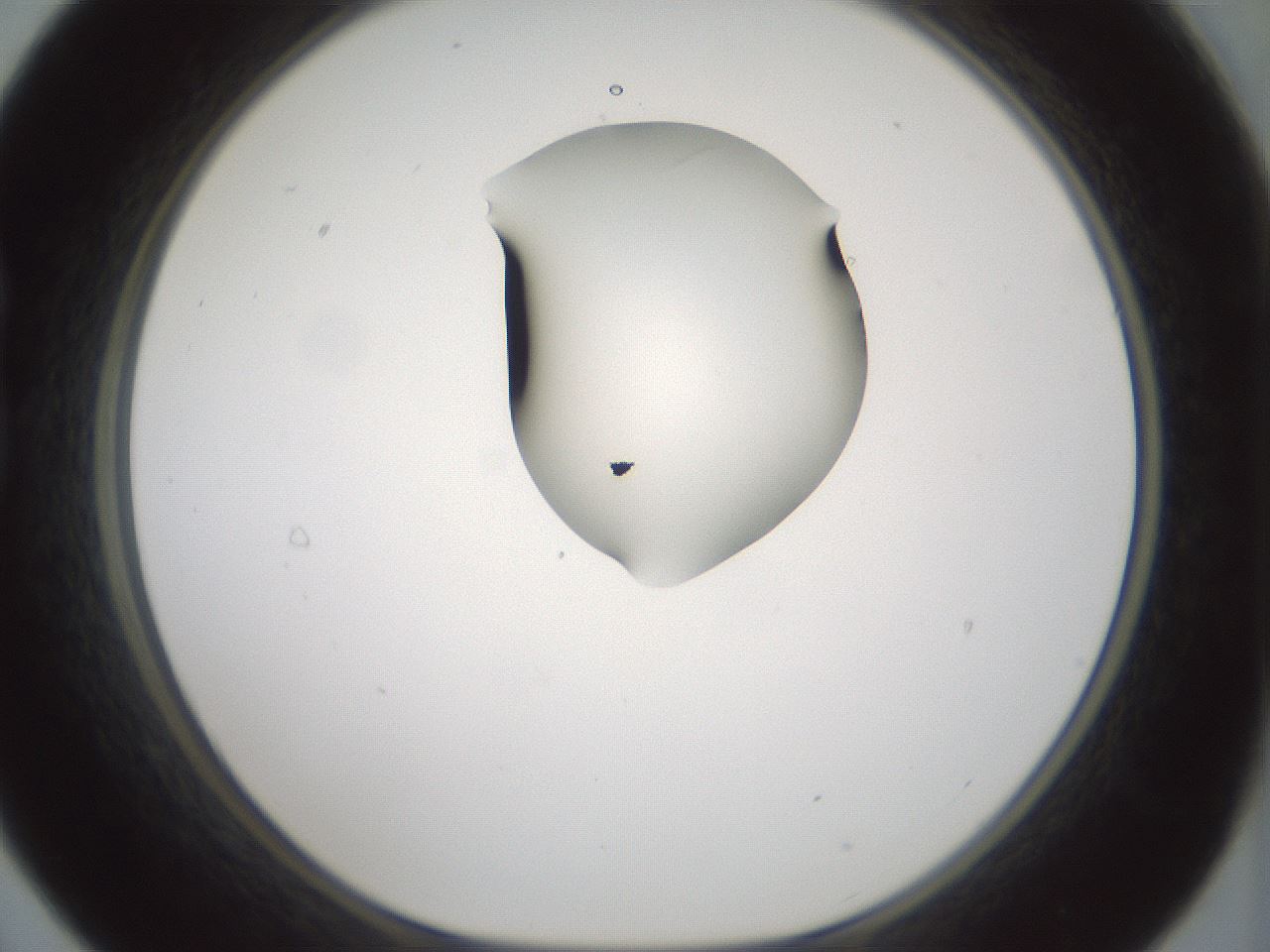 folderID264_plateID1264_batchID4189_wellNum21_profileID1_d1_r74528_ef.jpg