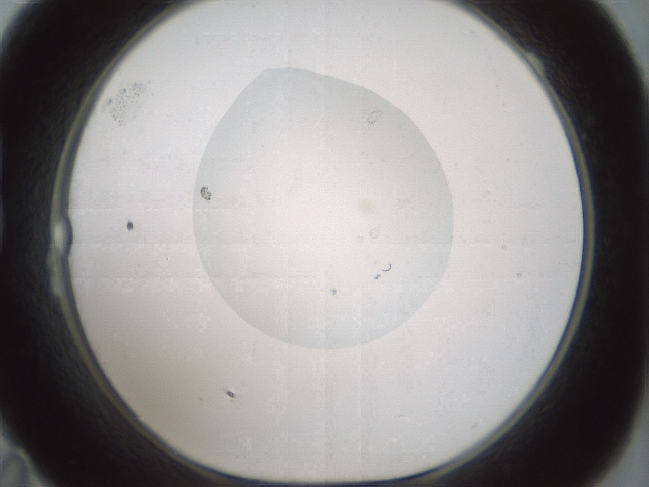 folderID264_plateID1264_batchID4189_wellNum23_profileID1_d1_r74532_ef.jpg