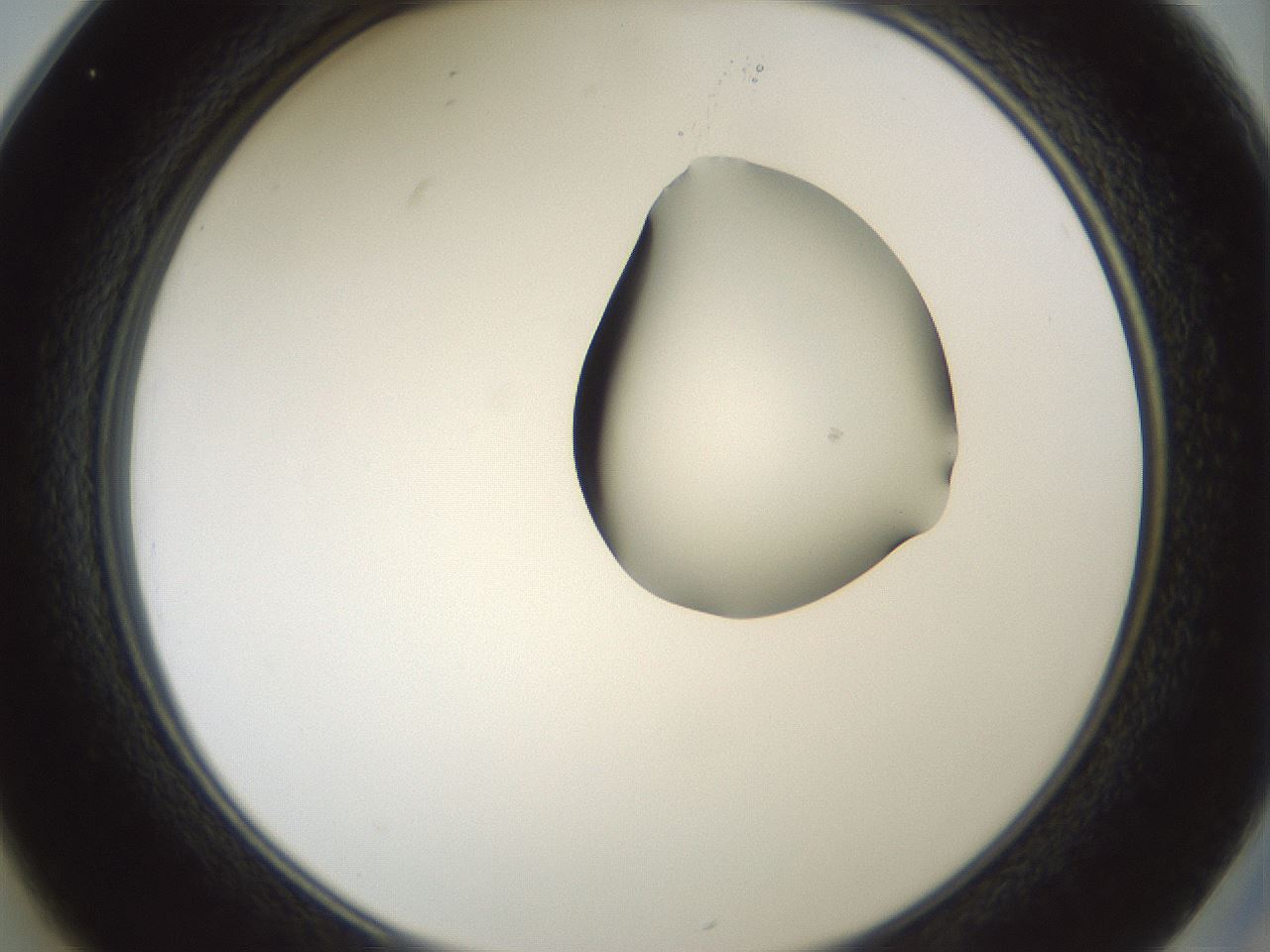 folderID264_plateID1264_batchID4189_wellNum25_profileID1_d2_r74537_ef.jpg