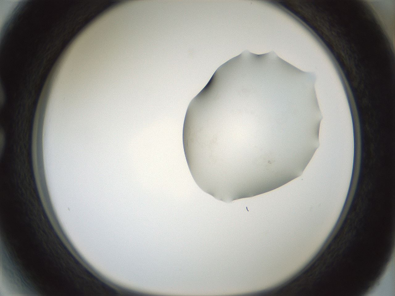 folderID264_plateID1264_batchID4189_wellNum27_profileID1_d1_r74540_ef.jpg