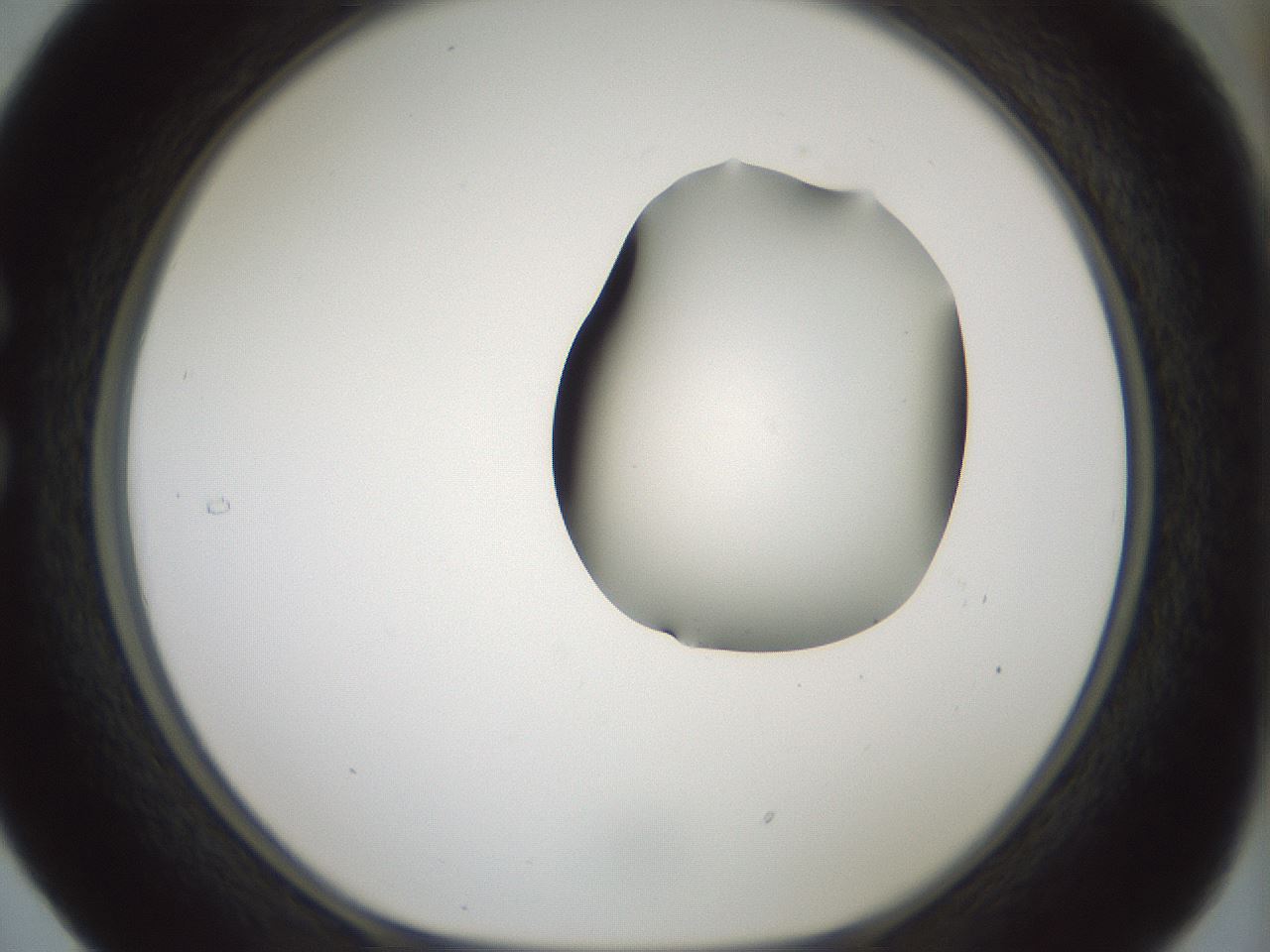 folderID264_plateID1264_batchID4189_wellNum29_profileID1_d1_r74544_ef.jpg