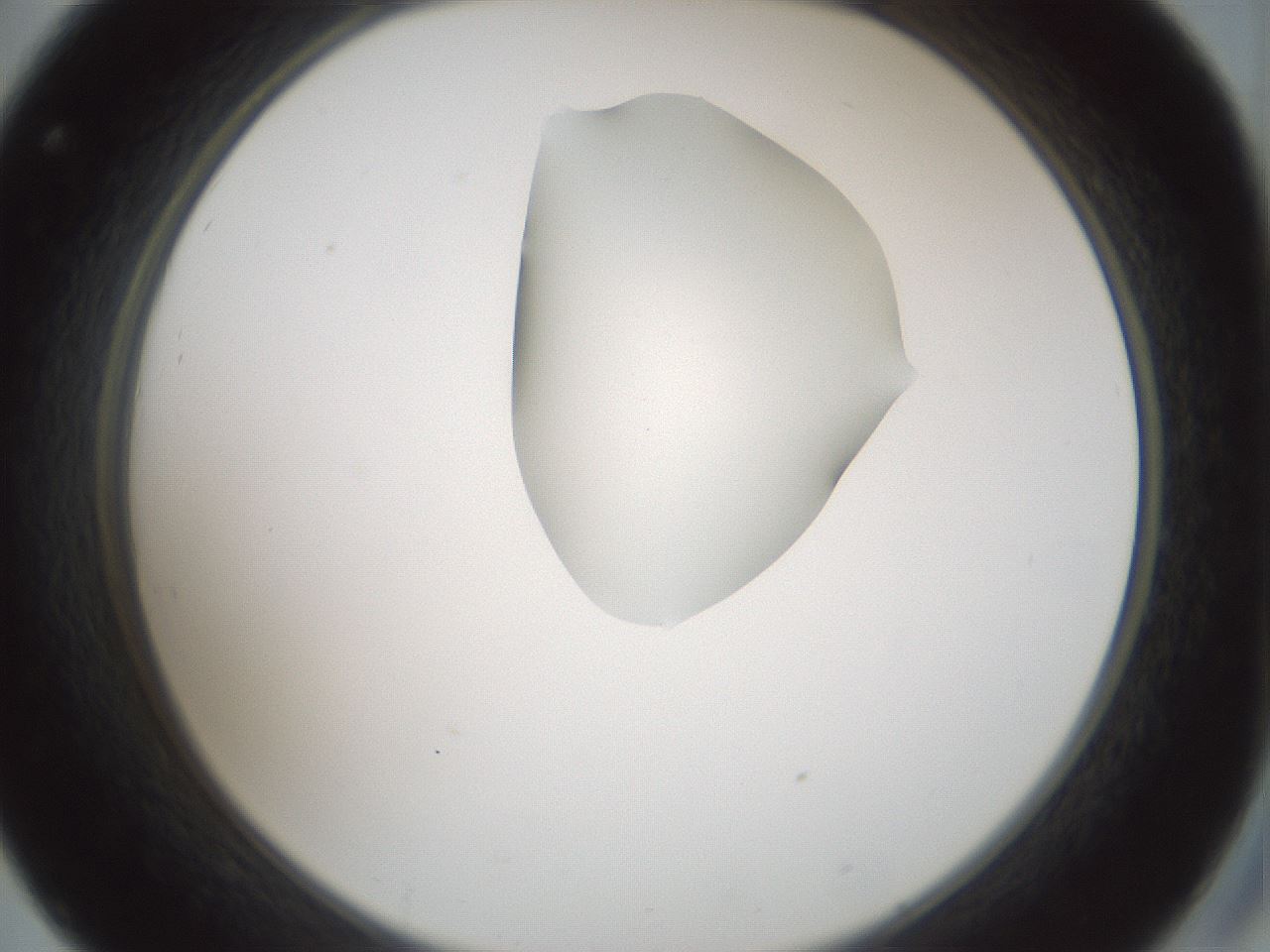 folderID264_plateID1264_batchID4189_wellNum32_profileID1_d2_r74551_ef.jpg