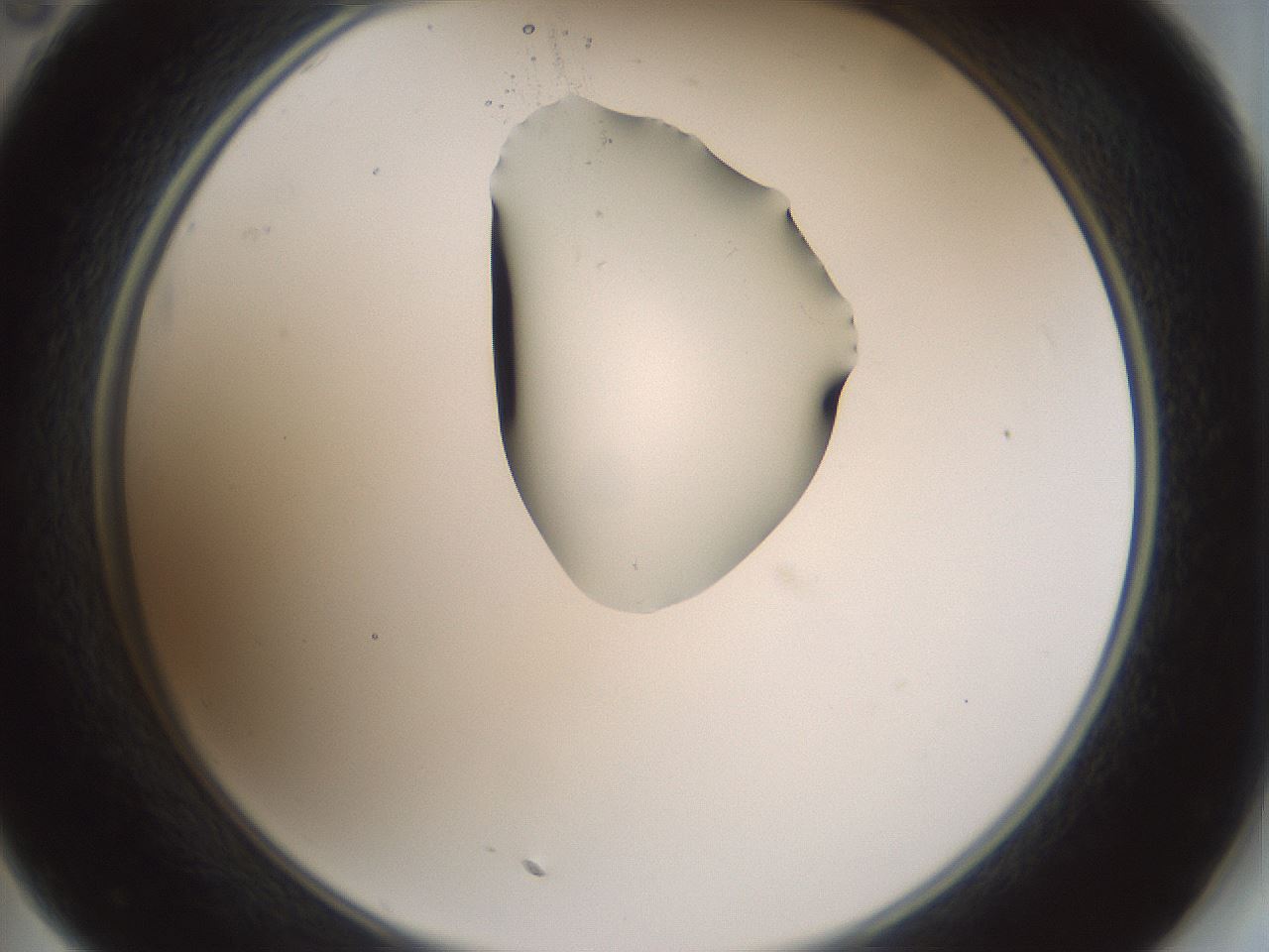 folderID264_plateID1264_batchID4189_wellNum35_profileID1_d2_r74557_ef.jpg
