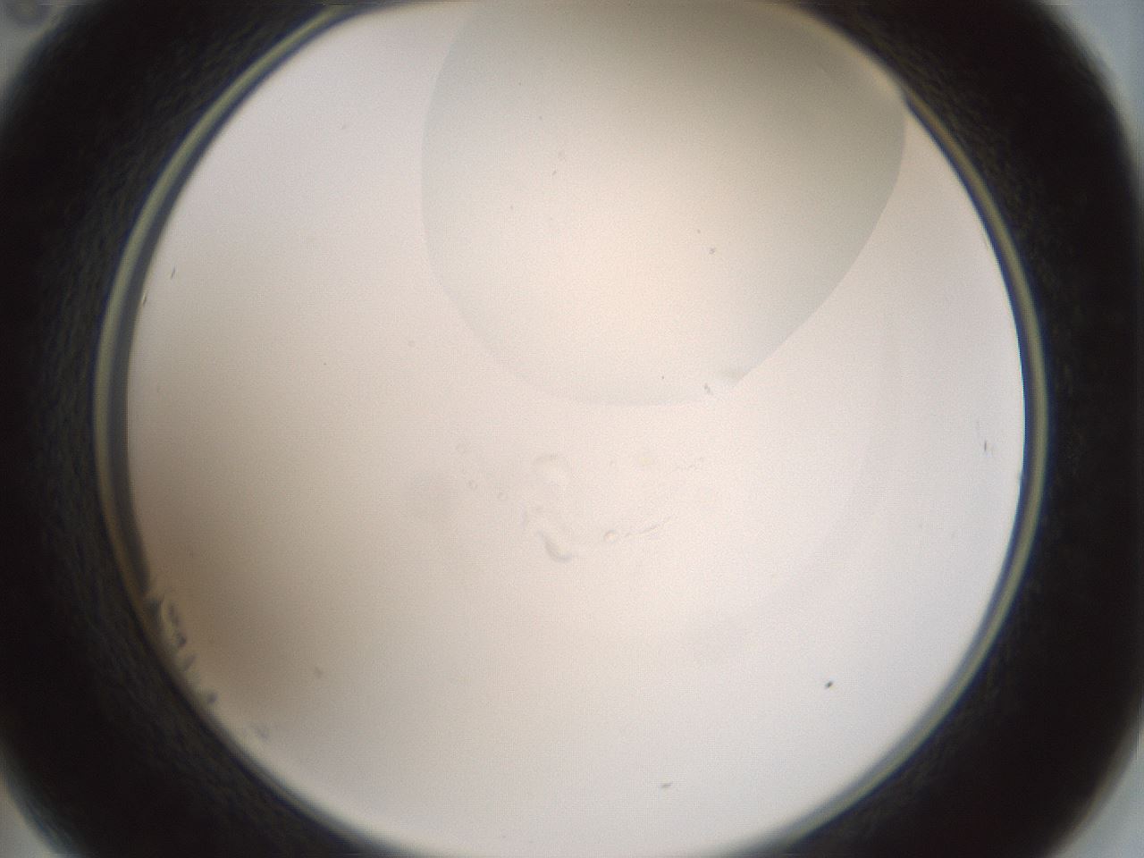 folderID264_plateID1264_batchID4189_wellNum23_profileID1_d2_r74533_ef.jpg
