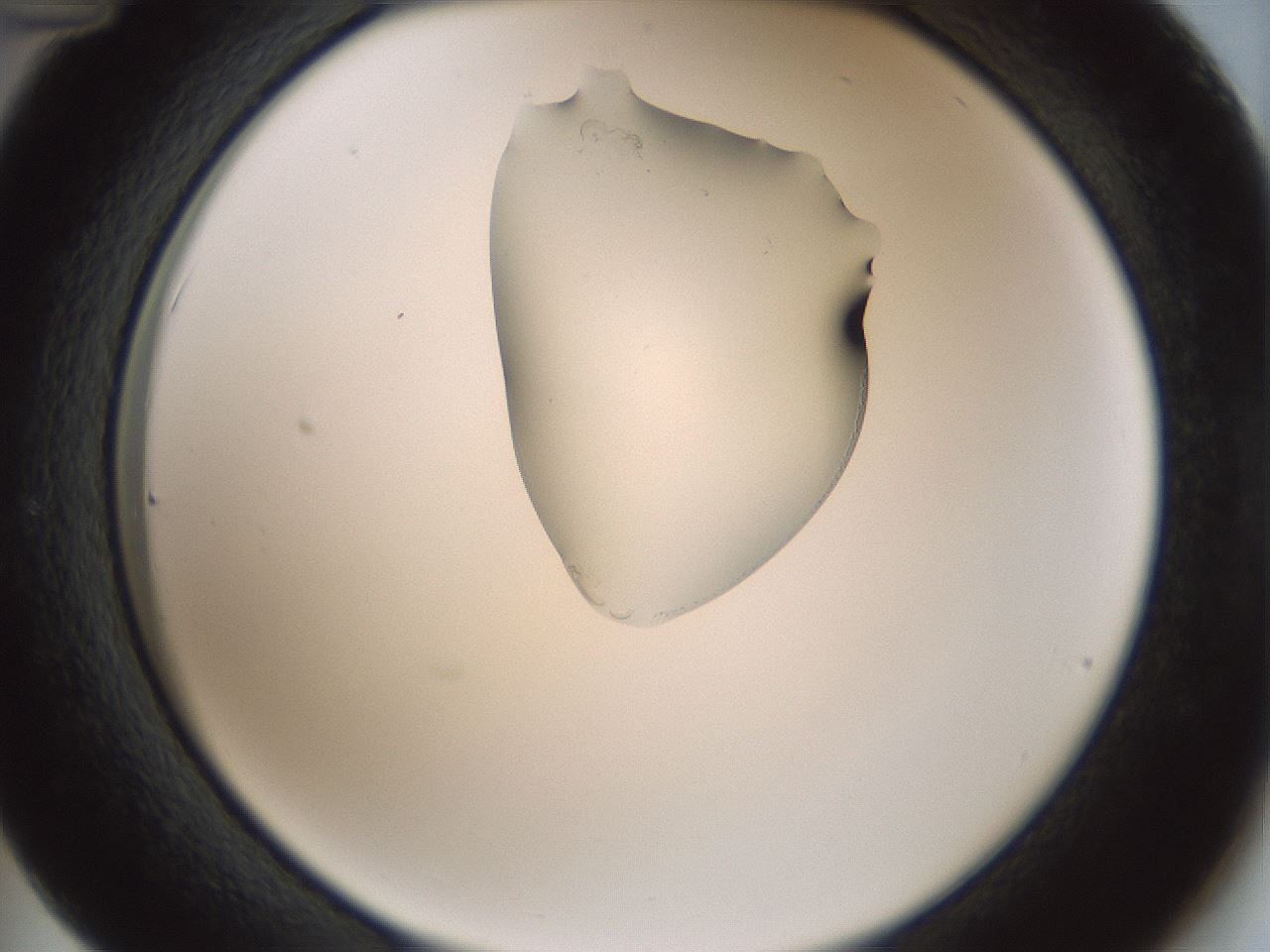 folderID264_plateID1264_batchID4189_wellNum36_profileID1_d2_r74559_ef.jpg