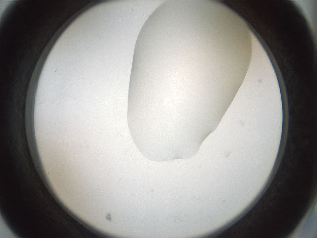 folderID264_plateID1264_batchID4189_wellNum56_profileID1_d2_r74599_ef.jpg