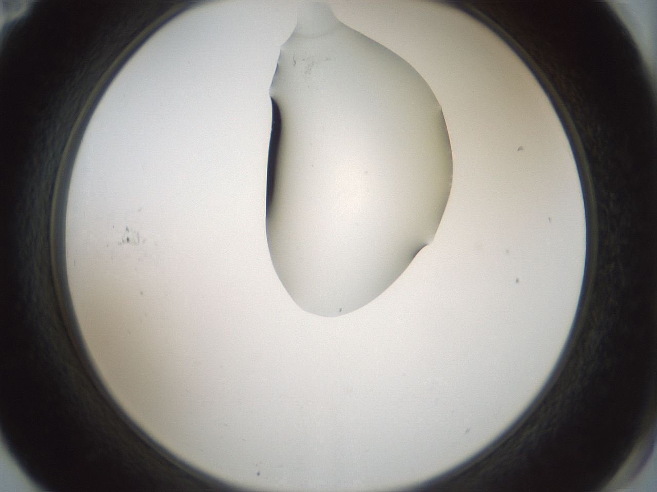 folderID264_plateID1264_batchID4189_wellNum71_profileID1_d2_r74629_ef.jpg
