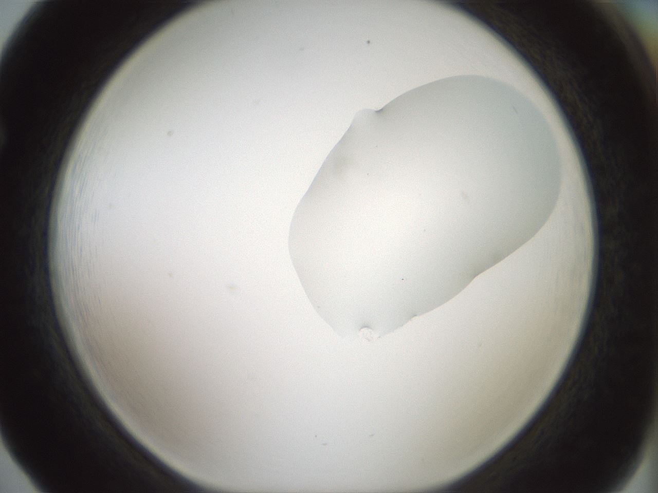folderID265_plateID1265_batchID4190_wellNum65_profileID1_d1_r75192_ef.jpg