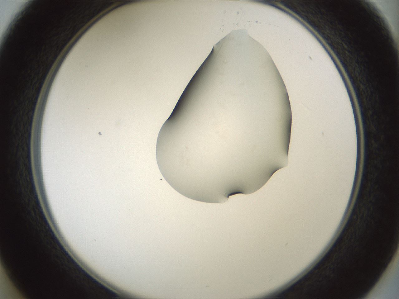 folderID264_plateID1264_batchID4189_wellNum37_profileID1_d2_r74561_ef.jpg