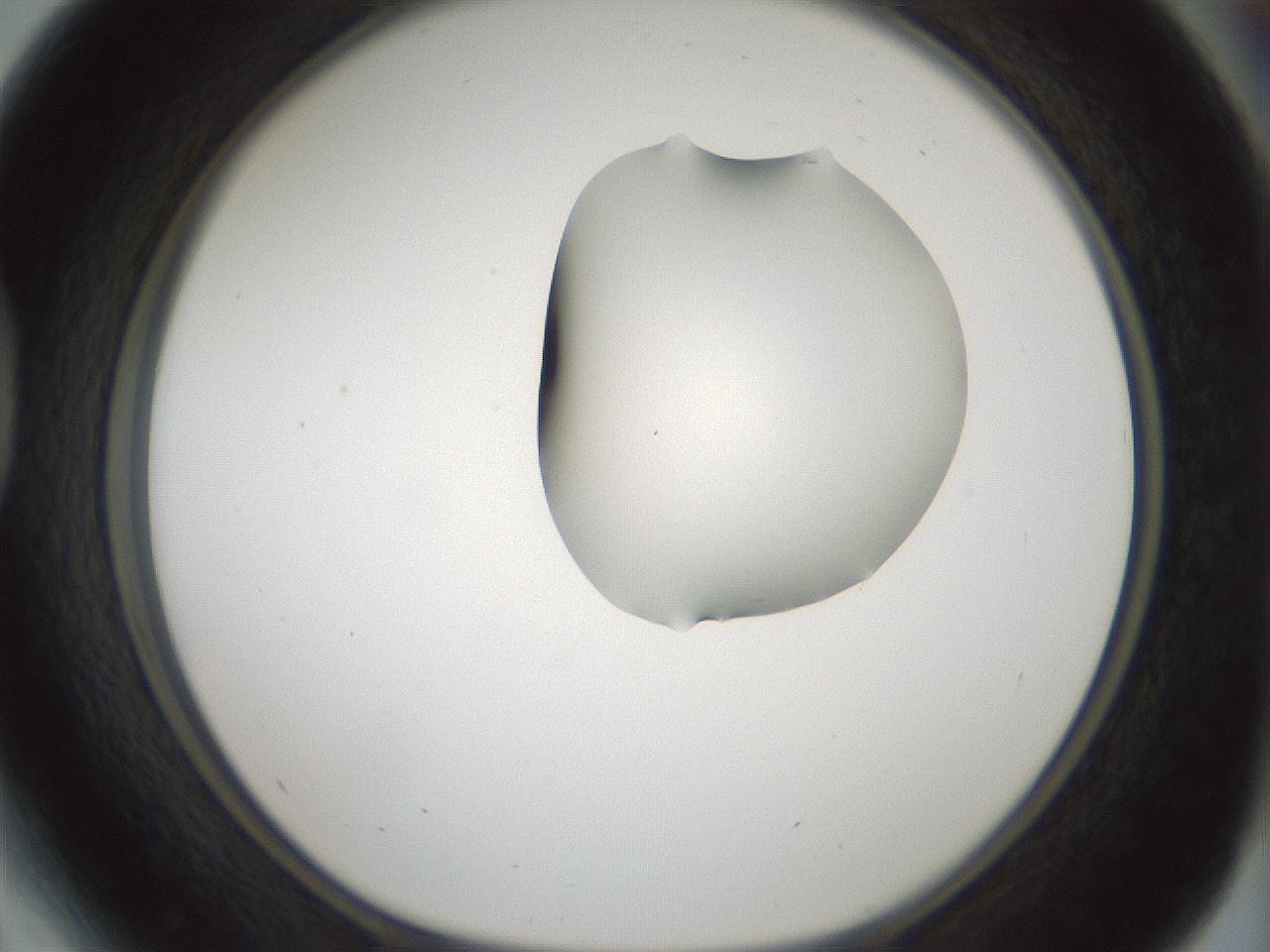 folderID264_plateID1264_batchID4189_wellNum41_profileID1_d1_r74568_ef.jpg