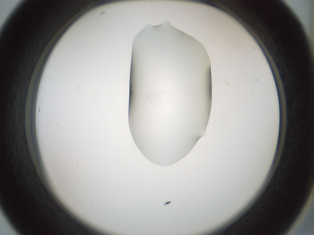 folderID264_plateID1264_batchID4189_wellNum43_profileID1_d2_r74573_ef.jpg
