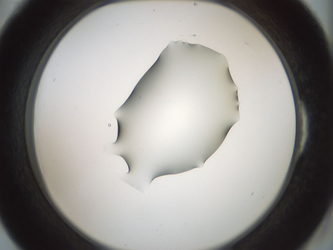folderID264_plateID1264_batchID4189_wellNum54_profileID1_d2_r74595_ef.jpg