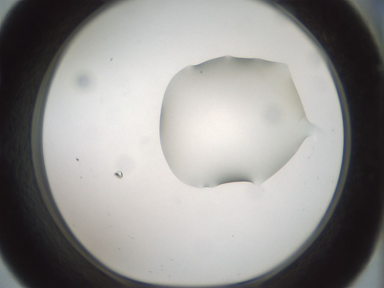 folderID264_plateID1264_batchID4189_wellNum57_profileID1_d1_r74600_ef.jpg