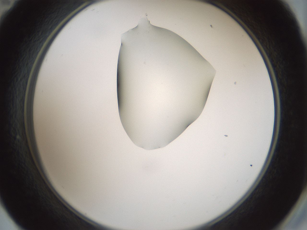 folderID264_plateID1264_batchID4189_wellNum59_profileID1_d2_r74605_ef.jpg