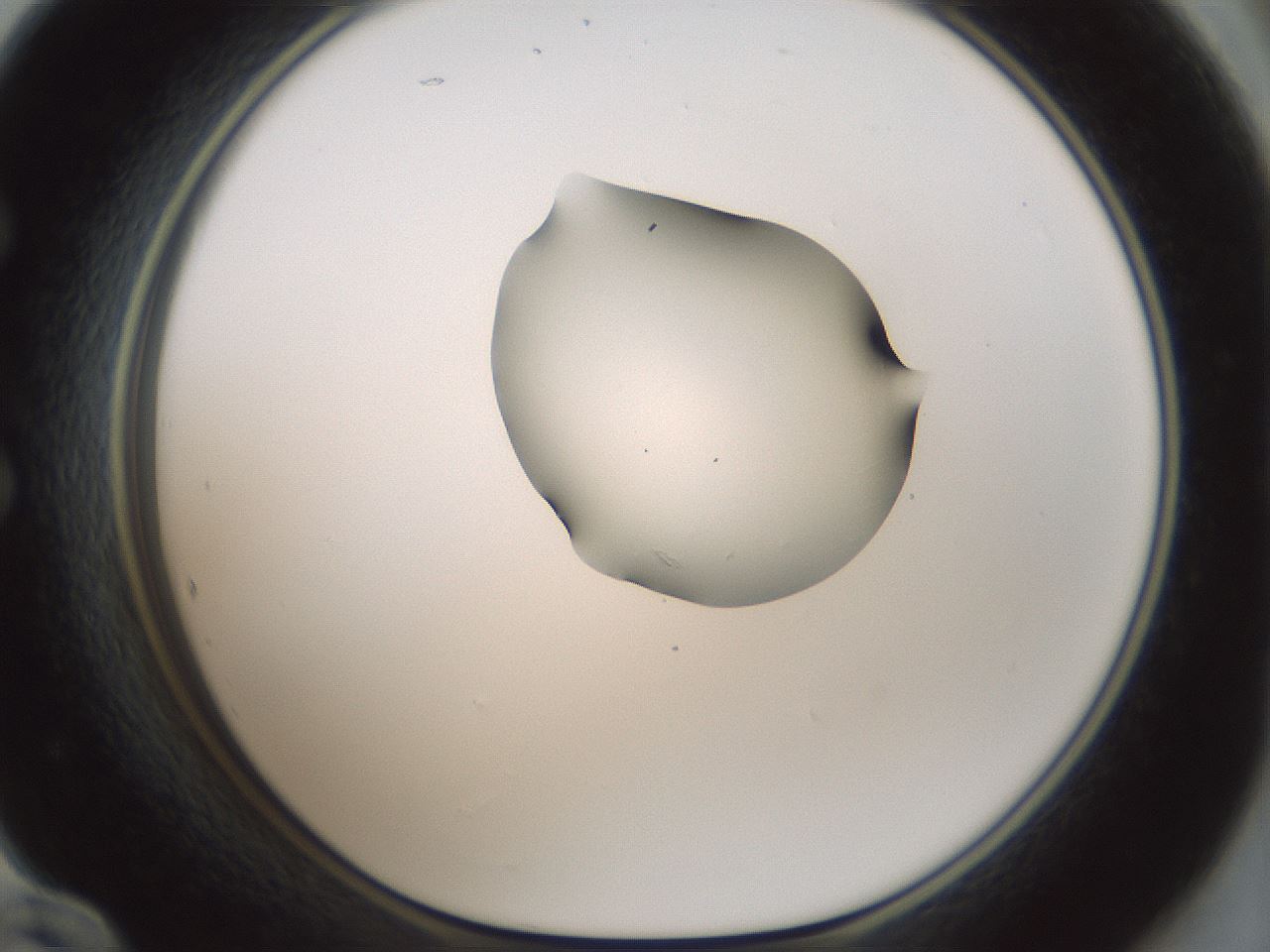 folderID264_plateID1264_batchID4189_wellNum60_profileID1_d1_r74606_ef.jpg