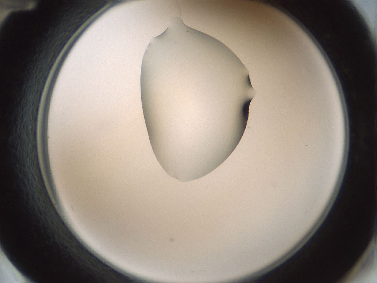 folderID264_plateID1264_batchID4189_wellNum60_profileID1_d2_r74607_ef.jpg