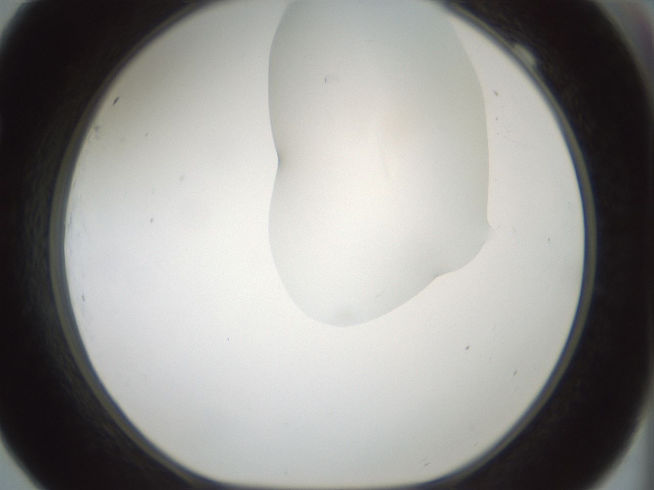 folderID264_plateID1264_batchID4189_wellNum69_profileID1_d1_r74624_ef.jpg