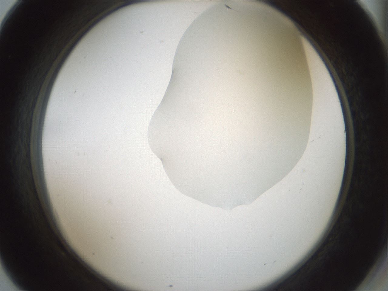 folderID264_plateID1264_batchID4189_wellNum69_profileID1_d2_r74625_ef.jpg