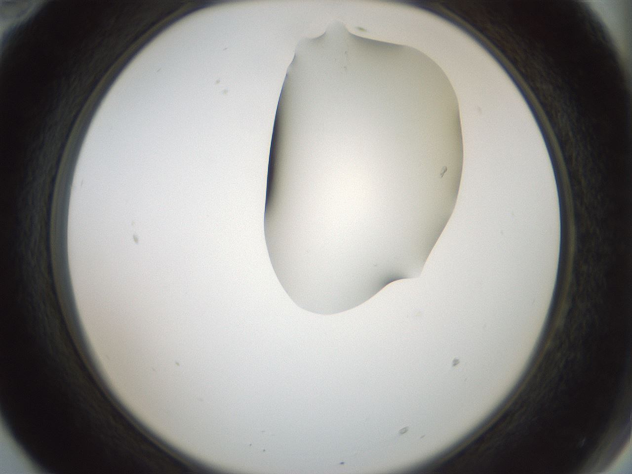 folderID264_plateID1264_batchID4189_wellNum70_profileID1_d2_r74627_ef.jpg