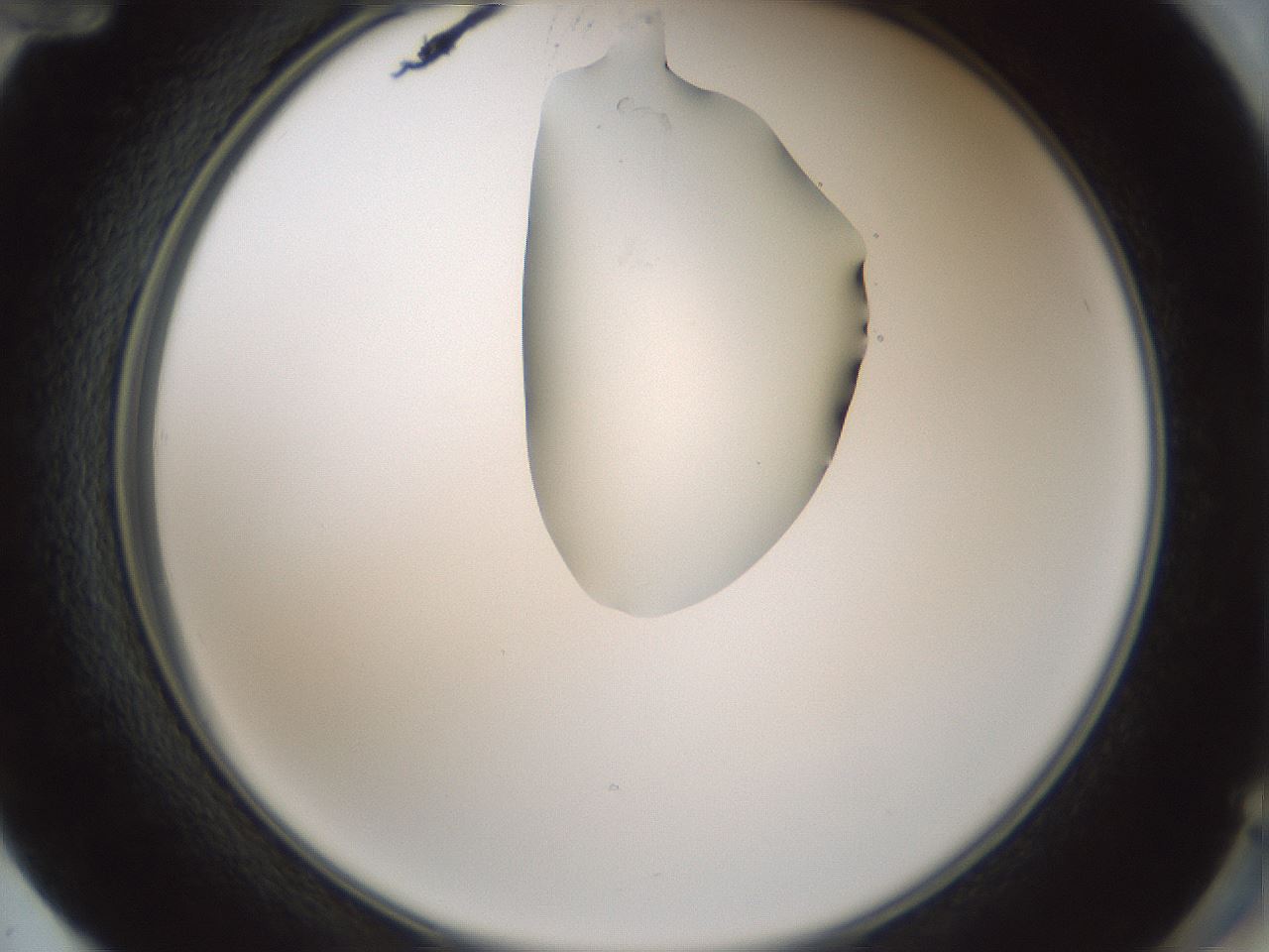 folderID264_plateID1264_batchID4189_wellNum72_profileID1_d2_r74631_ef.jpg