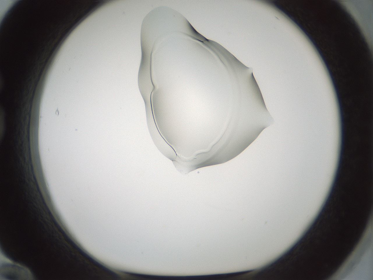 folderID264_plateID1264_batchID4189_wellNum84_profileID1_d1_r74654_ef.jpg