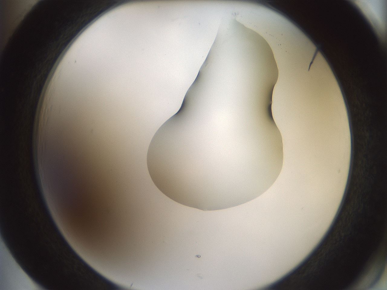 folderID264_plateID1264_batchID4189_wellNum85_profileID1_d2_r74657_ef.jpg