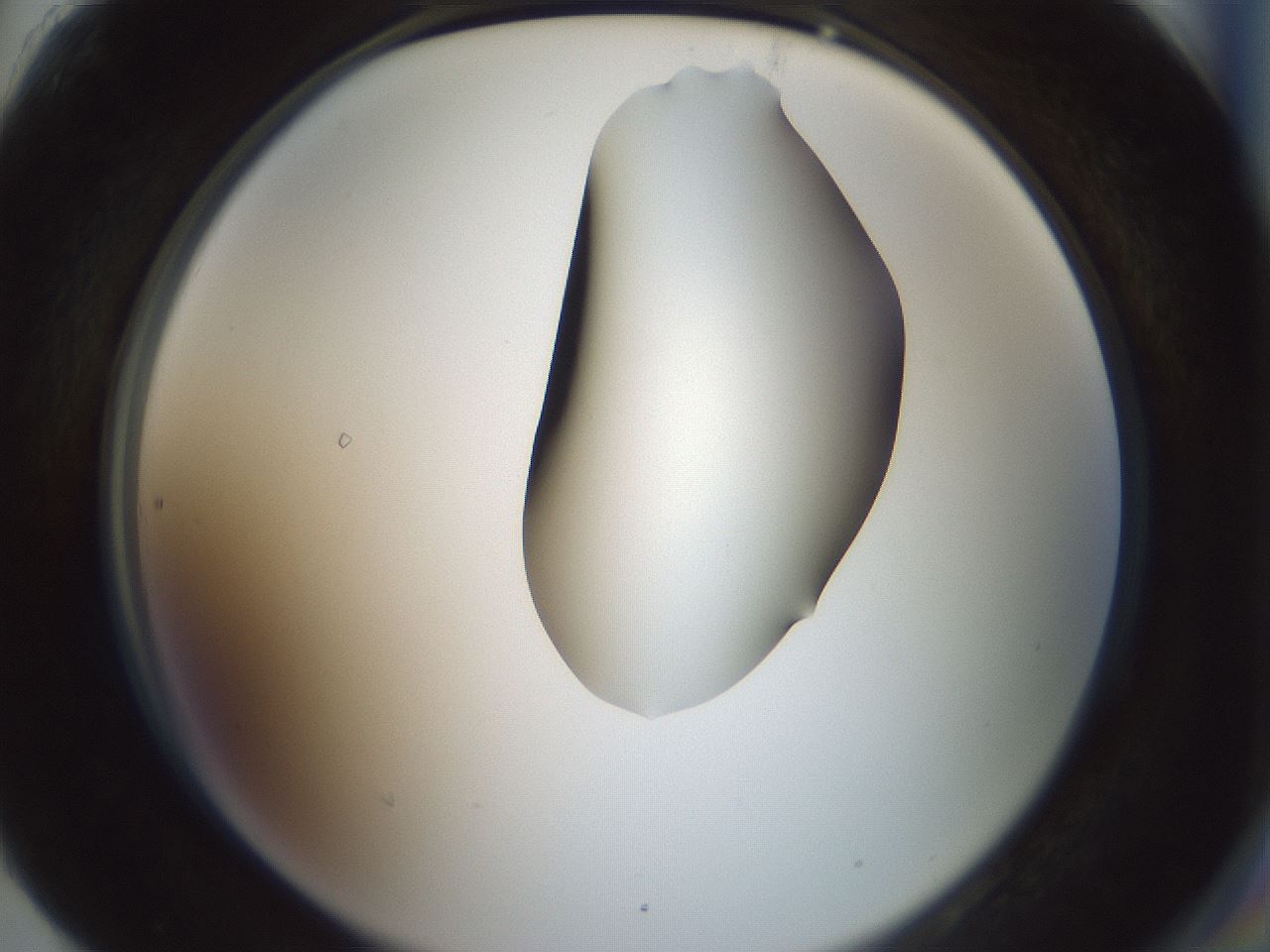 folderID264_plateID1264_batchID4189_wellNum90_profileID1_d2_r74667_ef.jpg