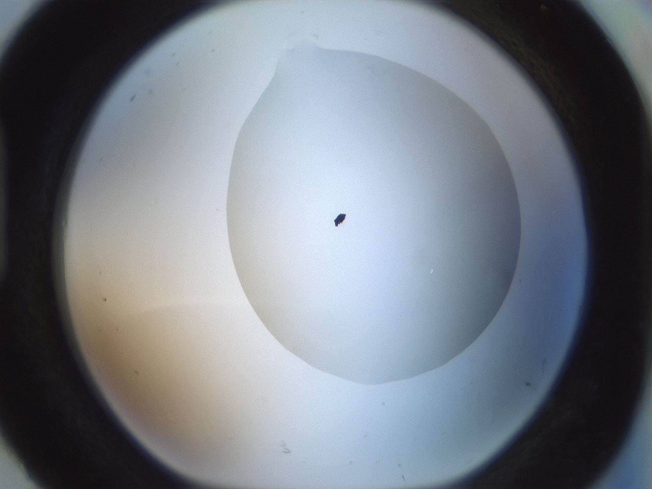 folderID264_plateID1264_batchID4189_wellNum92_profileID1_d1_r74670_ef.jpg