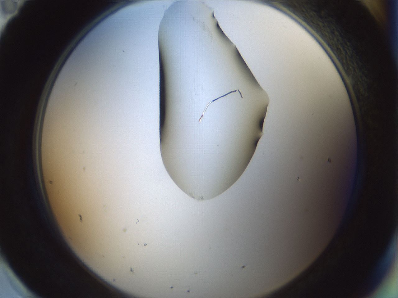 folderID264_plateID1264_batchID4189_wellNum95_profileID1_d2_r74677_ef.jpg