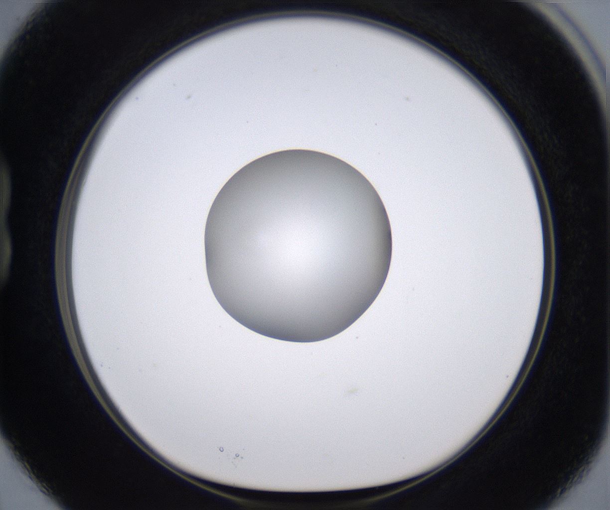 folderID264_plateID2264_batchID10350_wellNum15_profileID1_d1_r157392_ef.jpg