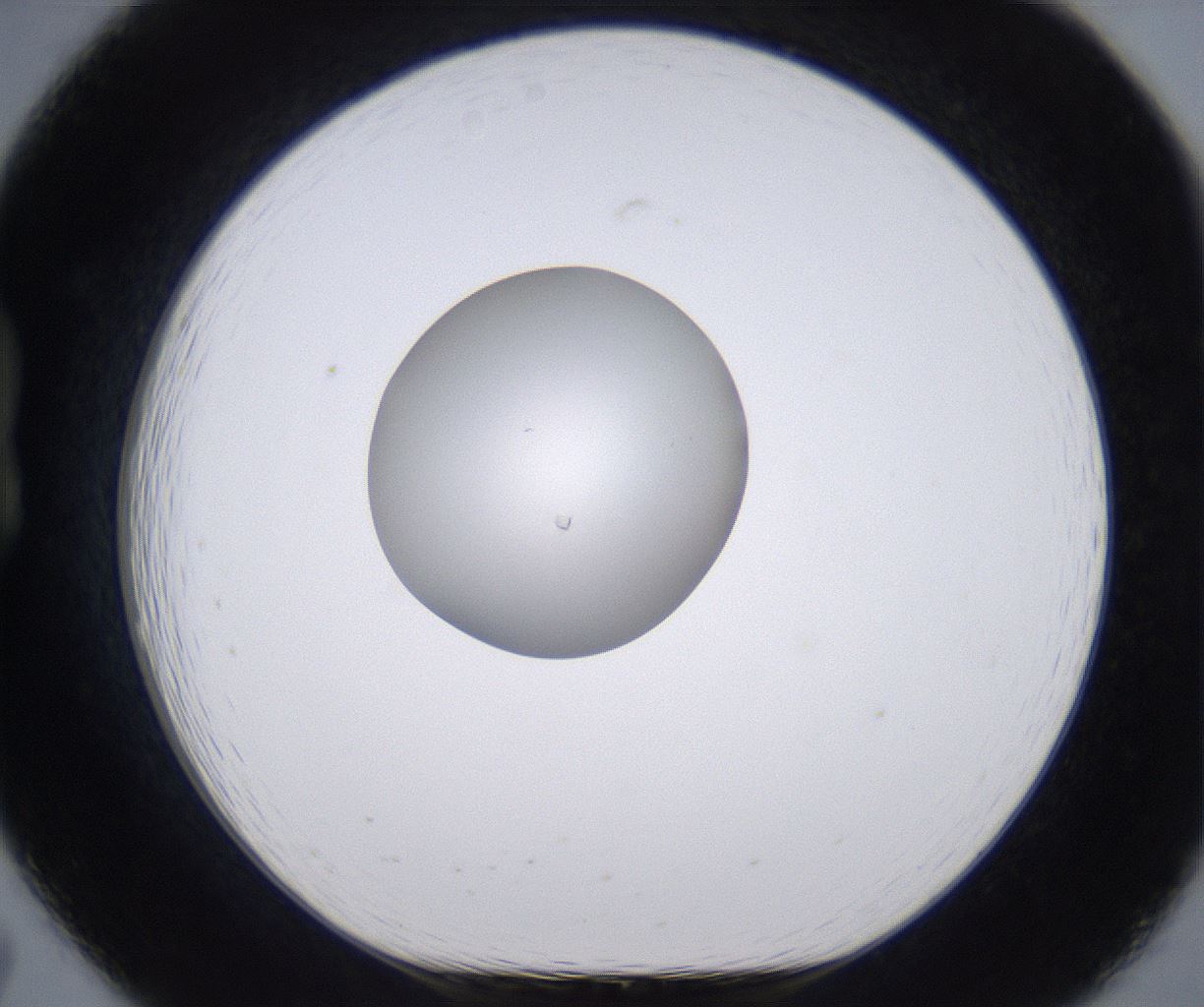 folderID264_plateID2264_batchID10350_wellNum19_profileID1_d1_r157396_ef.jpg