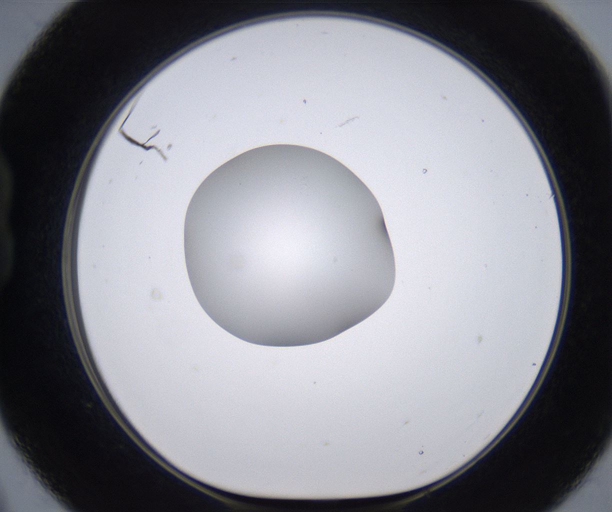 folderID264_plateID2264_batchID10350_wellNum21_profileID1_d1_r157398_ef.jpg
