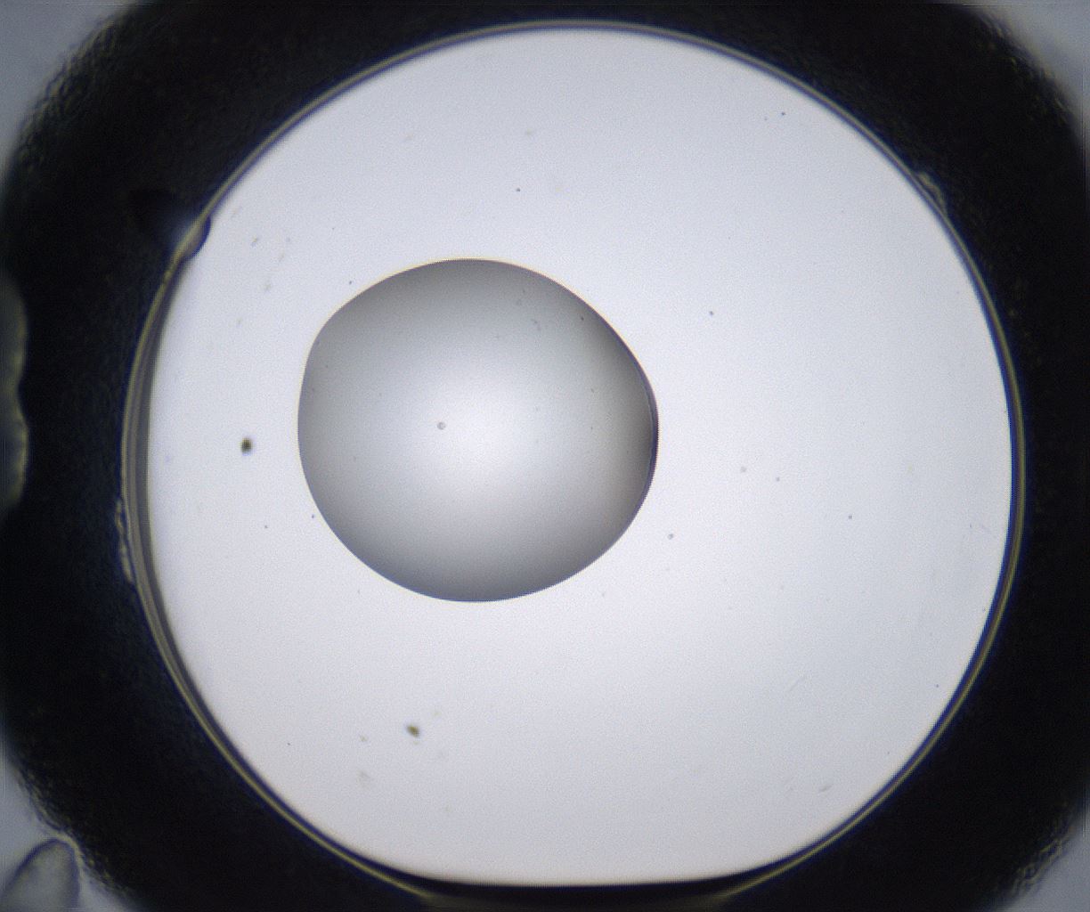 folderID264_plateID2264_batchID10350_wellNum23_profileID1_d1_r157400_ef.jpg