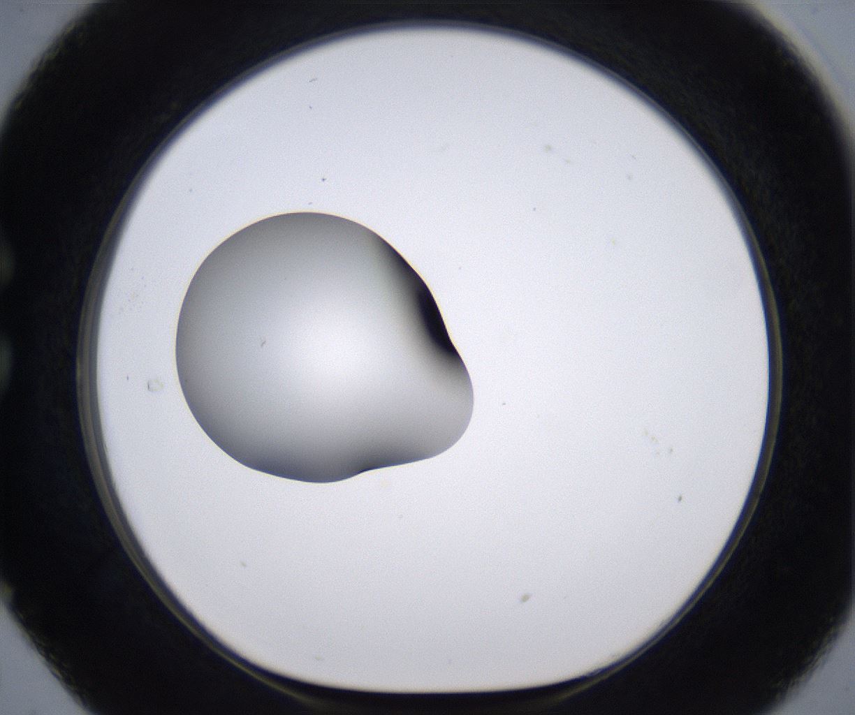 folderID264_plateID2264_batchID10350_wellNum29_profileID1_d1_r157406_ef.jpg