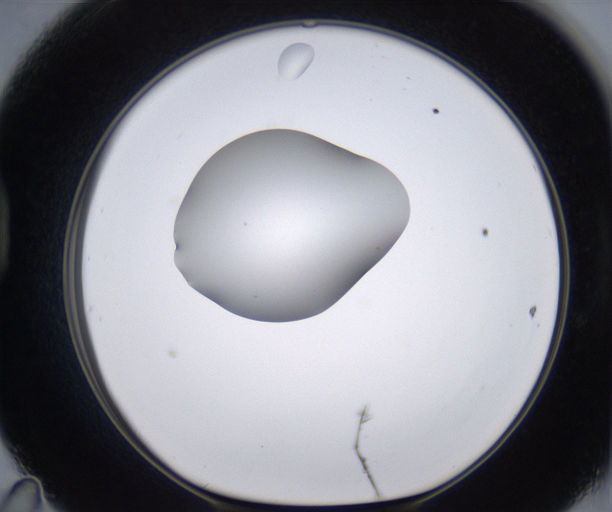 folderID264_plateID2264_batchID10350_wellNum47_profileID1_d1_r157424_ef.jpg