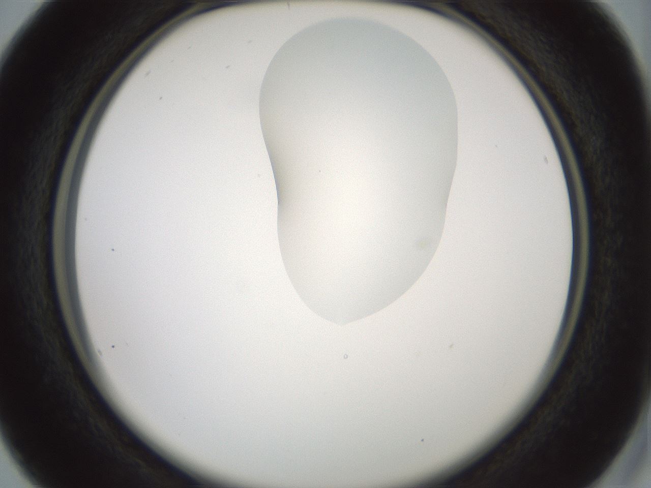 folderID265_plateID1265_batchID4190_wellNum16_profileID1_d2_r75095_ef.jpg