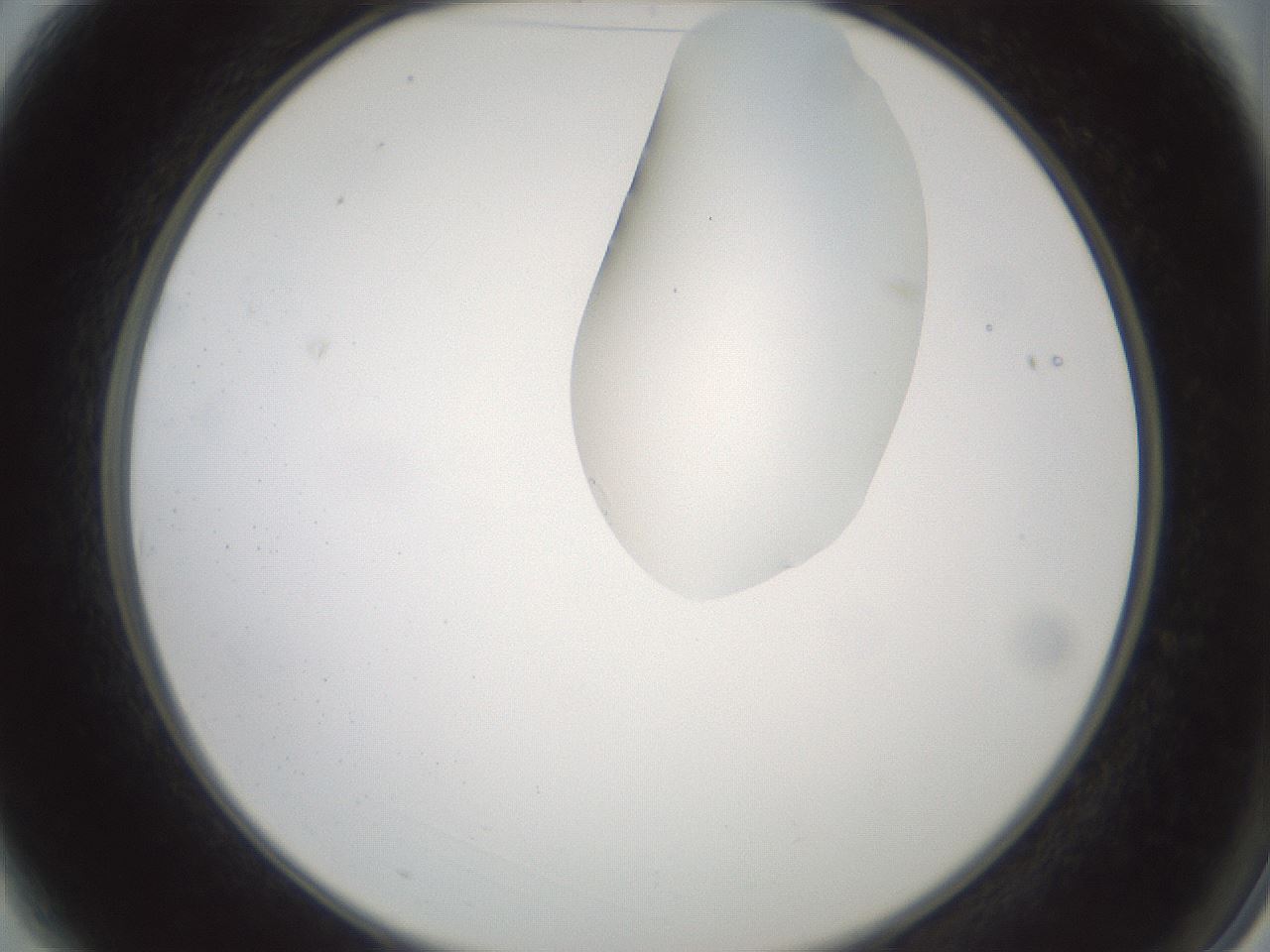 folderID265_plateID1265_batchID4190_wellNum3_profileID1_d2_r75069_ef.jpg