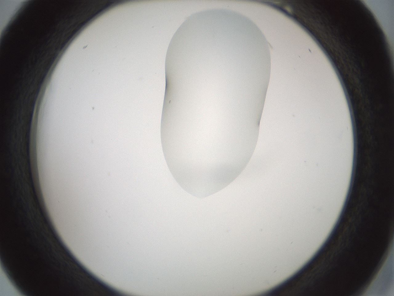 folderID265_plateID1265_batchID4190_wellNum18_profileID1_d2_r75099_ef.jpg