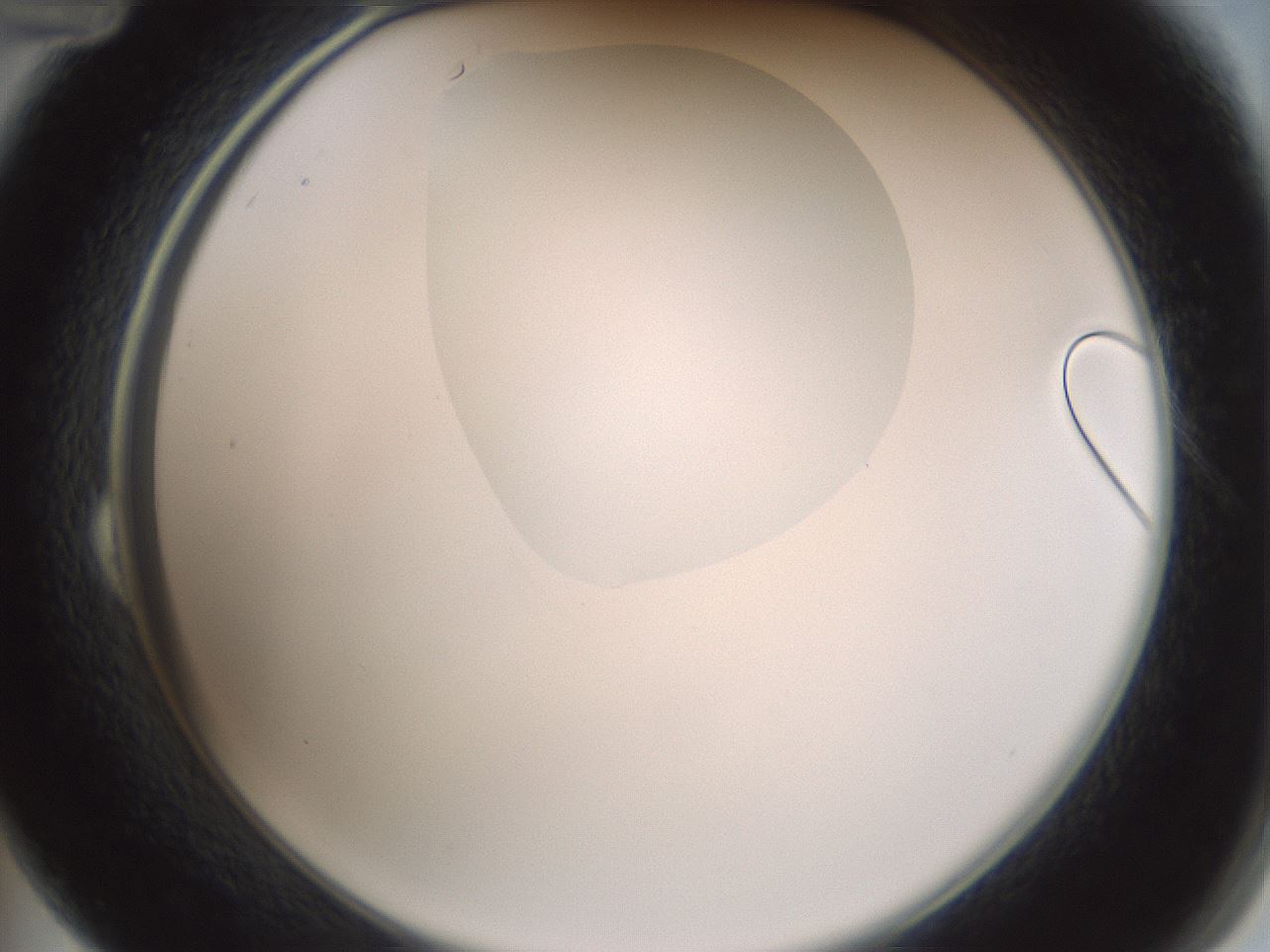 folderID265_plateID1265_batchID4190_wellNum24_profileID1_d2_r75111_ef.jpg