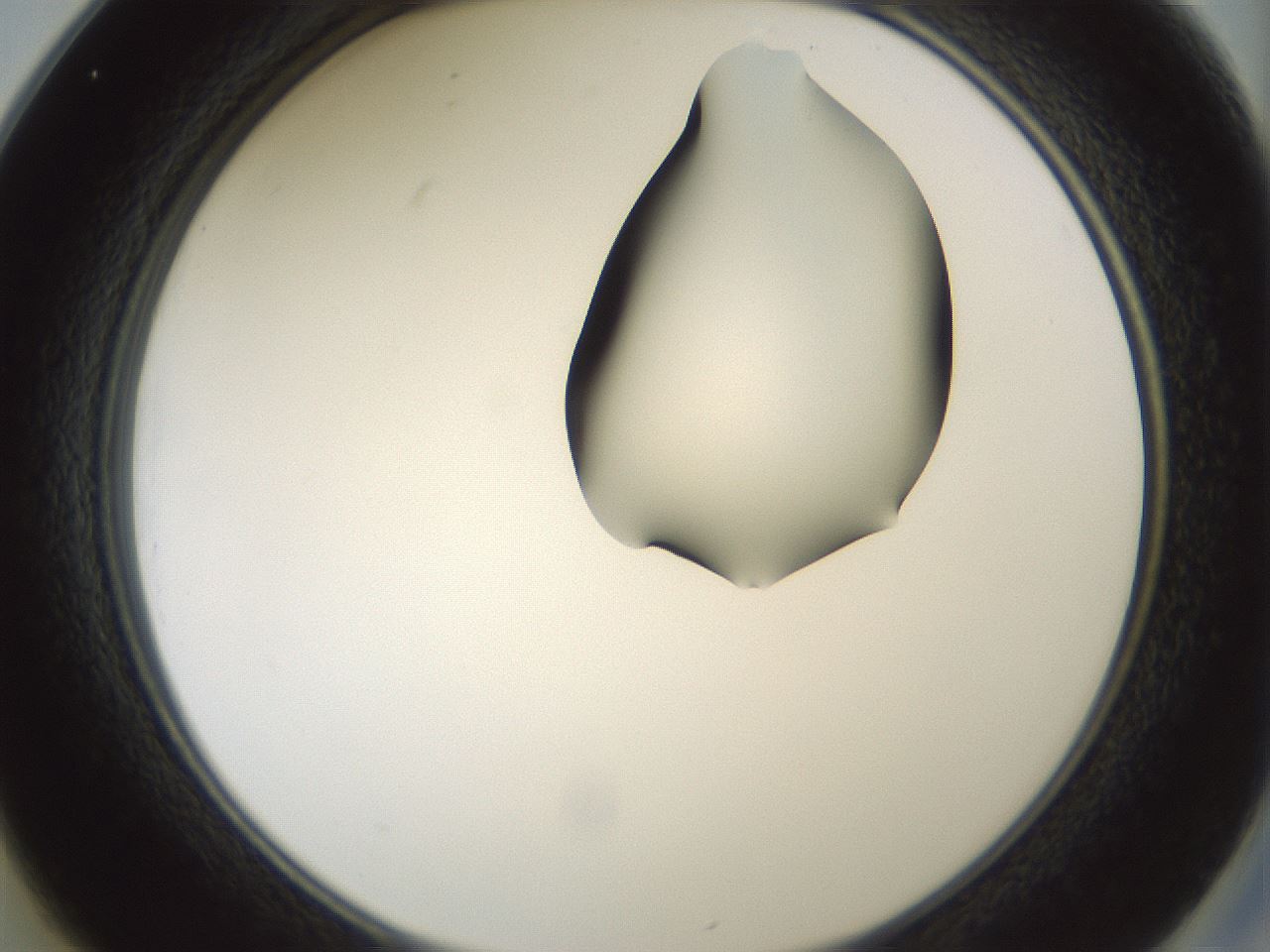 folderID265_plateID1265_batchID4190_wellNum25_profileID1_d2_r75113_ef.jpg